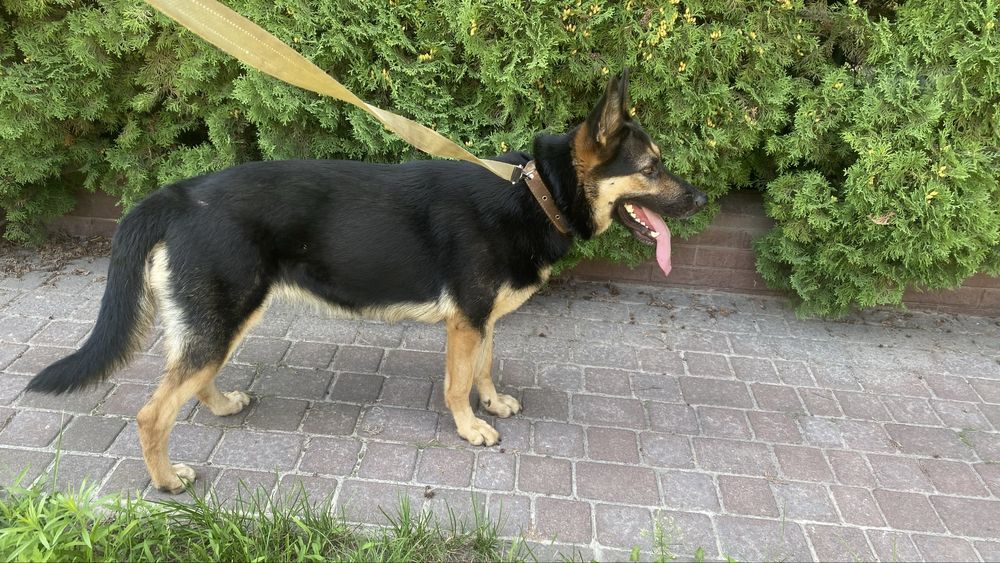 Німецька вівчарка дівчинка, терміново безкоштовно прилаштовується