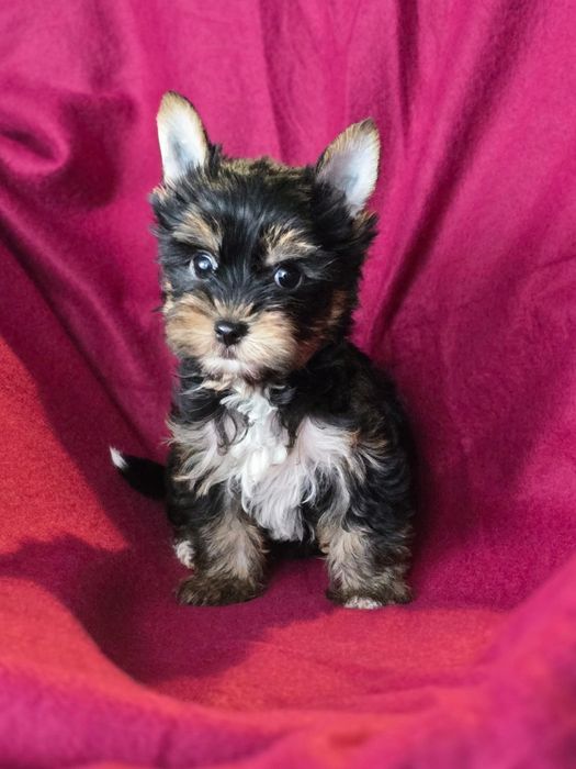 Piesek mini Yorkshire terrier