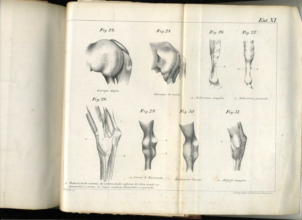 Noções Geraes de Hippologia