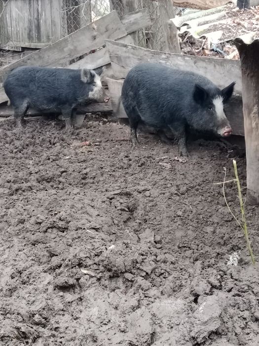 Продам кабана та свиню