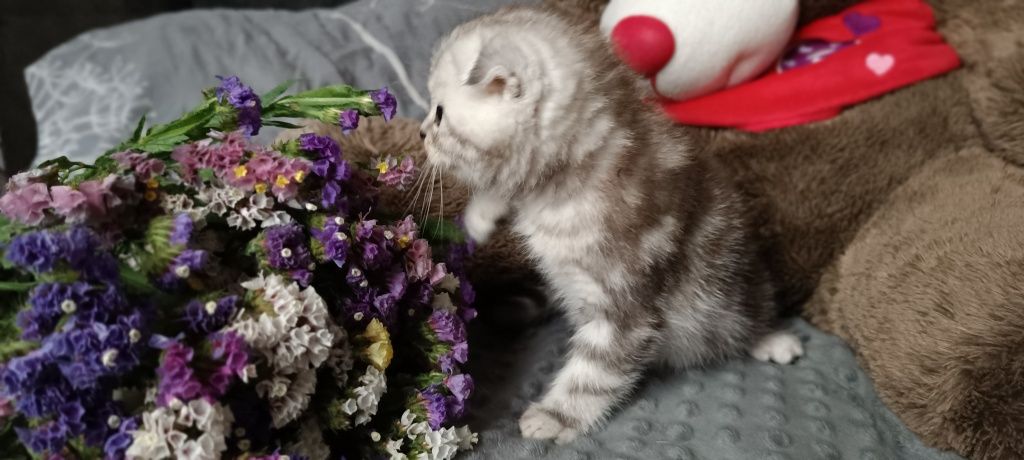 Котята шотладнцы, последний мальчик