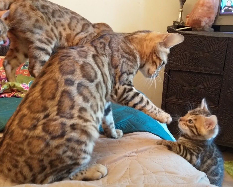 Gatinha Bengal 2 meses