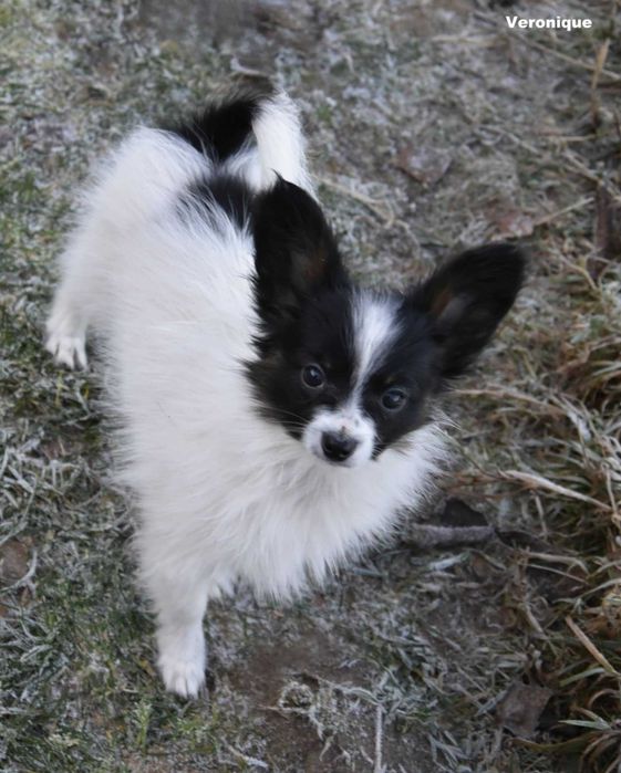 Papillon, suczka ZKwP