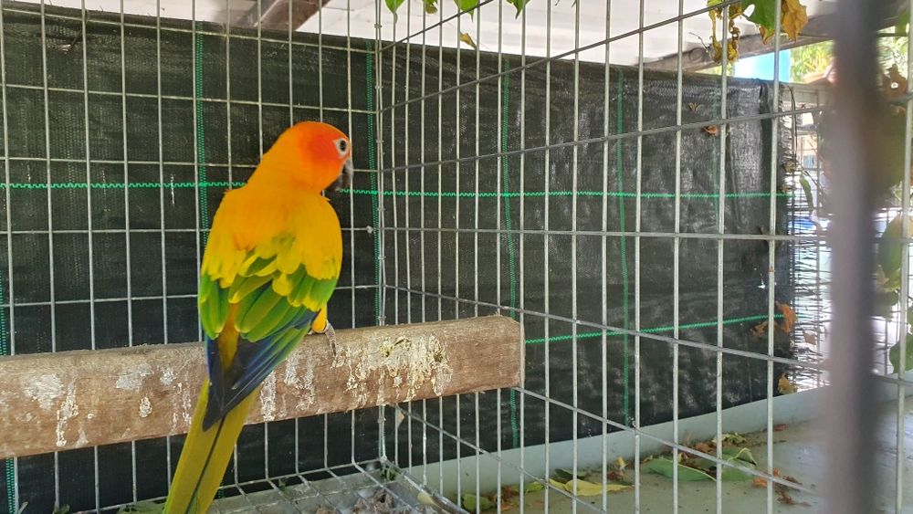 Aratingas sol adulta