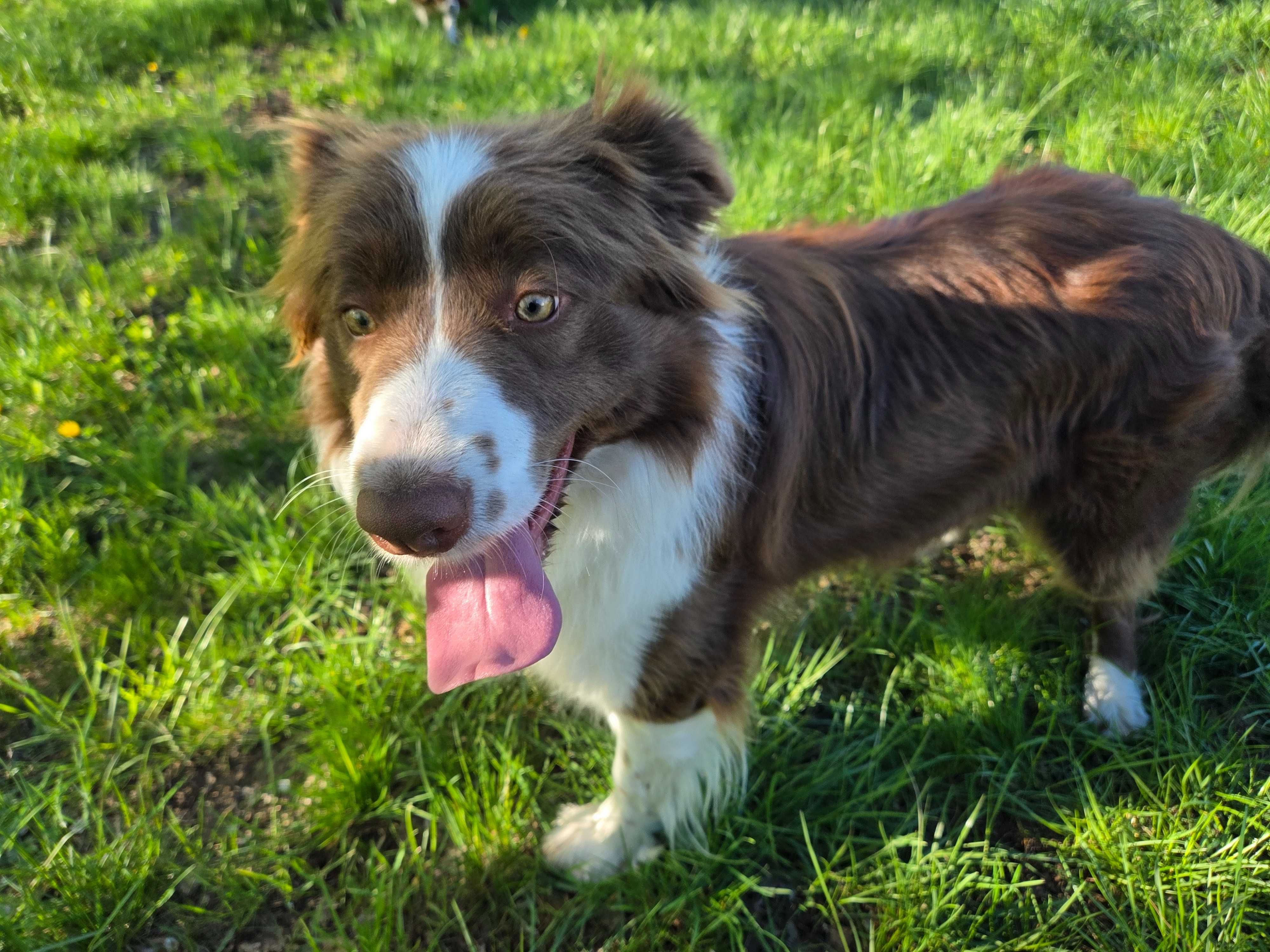 Border Collie czekoladowa