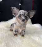 Chihuahua sunia blue merle długowłosa
