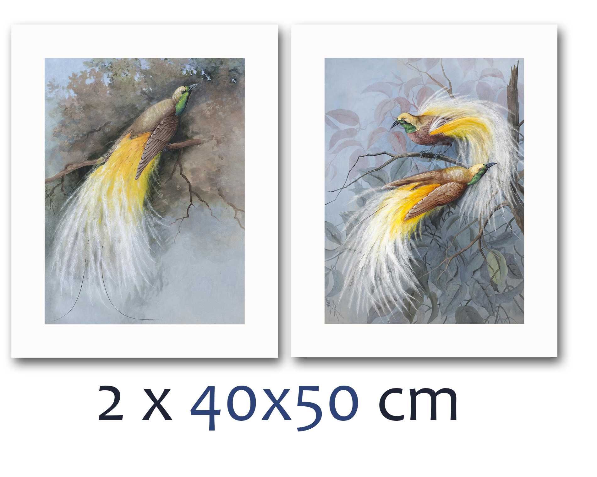 komplet 2 plakatów rajskie ptaki 40x50 cm x 2 sztuki