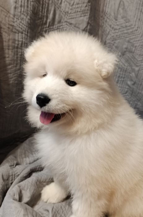 Samojed samoyed suczka FCI, badania DNA