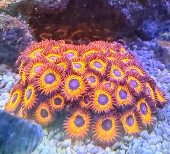 Vendo zoanthus red ked