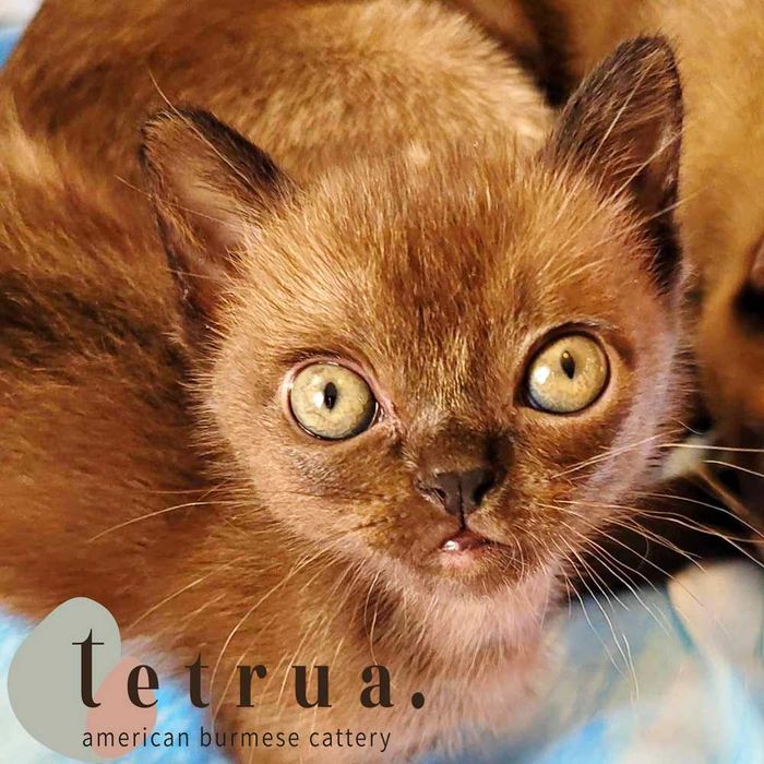 Tetrua  Trixie -девочка американской бурмы!!!
