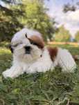 Shih tzu śliczny  chłopiec już do odbioru