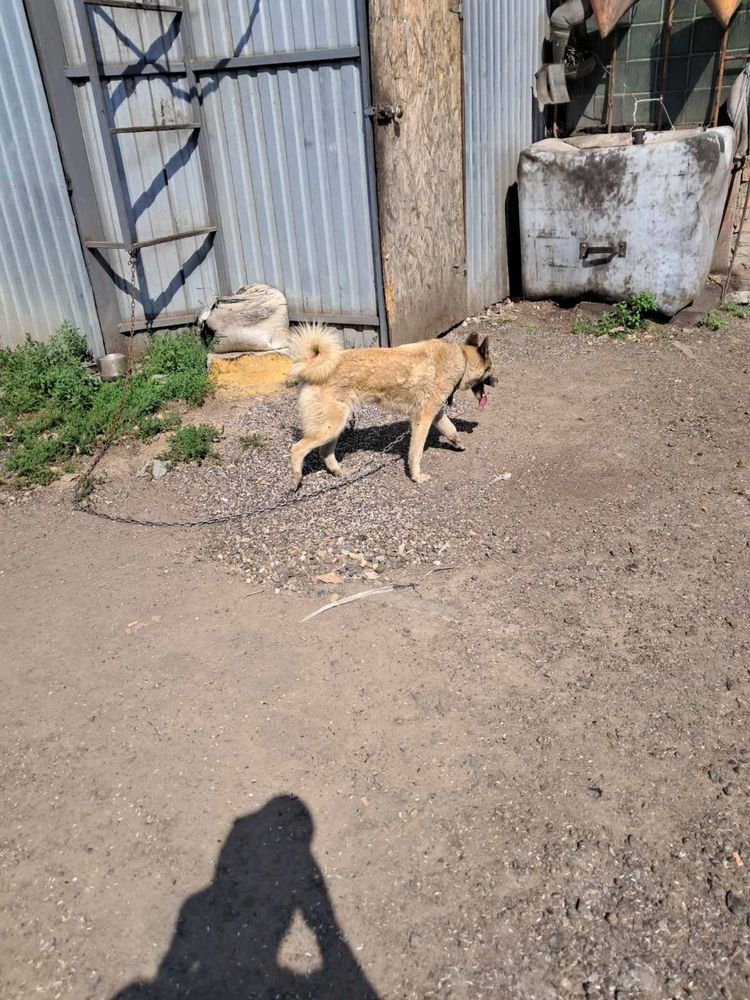 Віддам Лайку безкоштовно