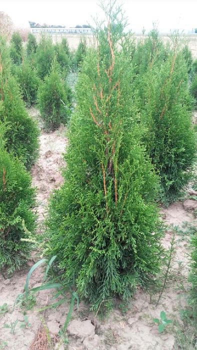 Tuja thuja Szmaragd