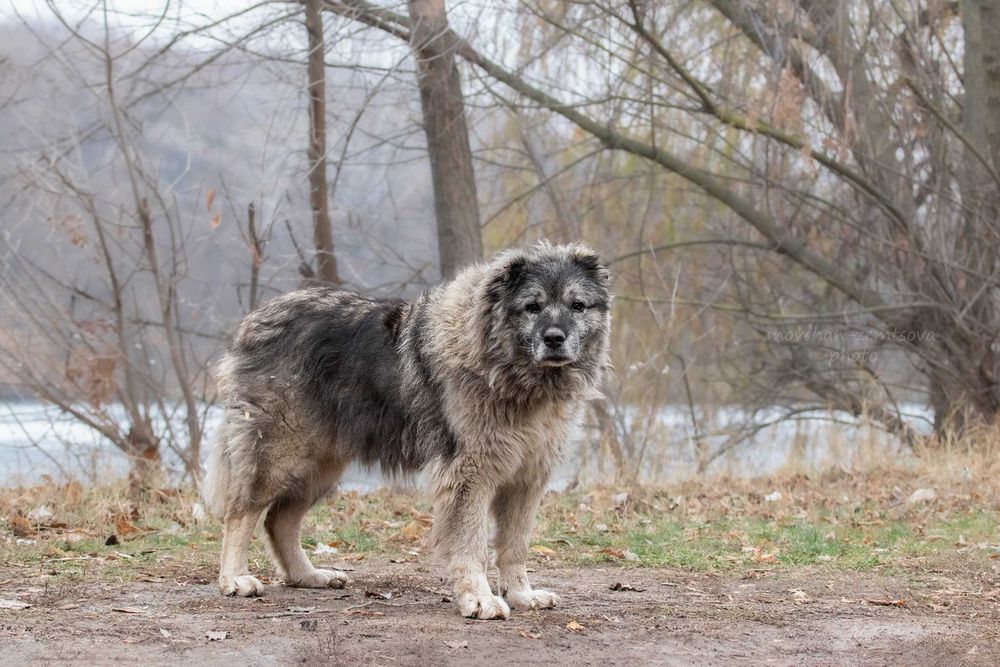 Арніка шукає родину