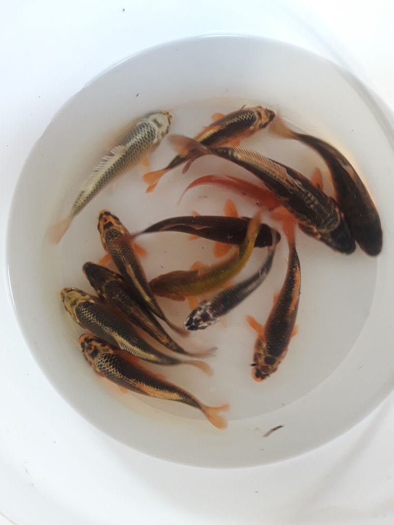 Karpie koi, karasie