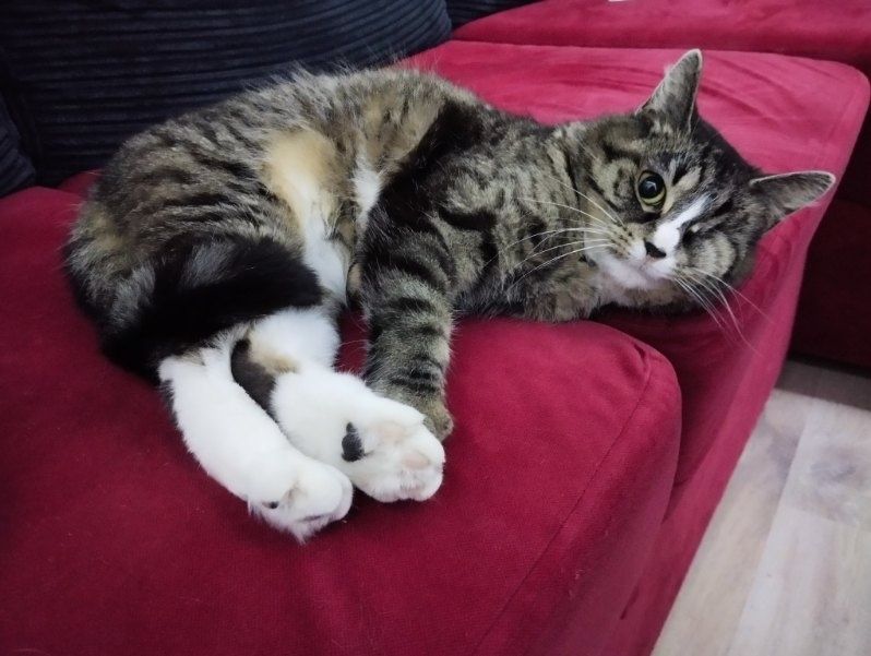 Koteczka do adopcji