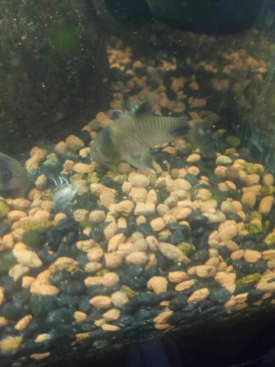 Kirysek Panda, stabilna linia
