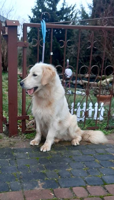 Golden retriver dorosły repro