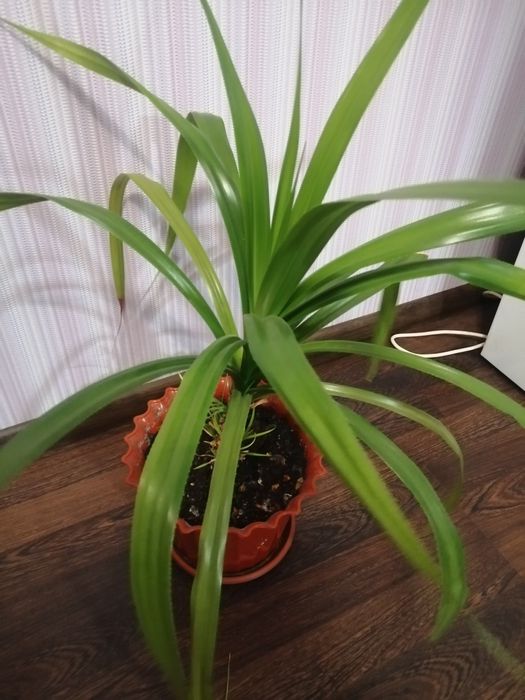 Панданус кімнатний