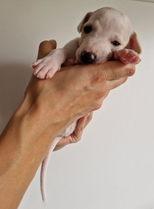 Suczka Chart Angielski Whippet FCI