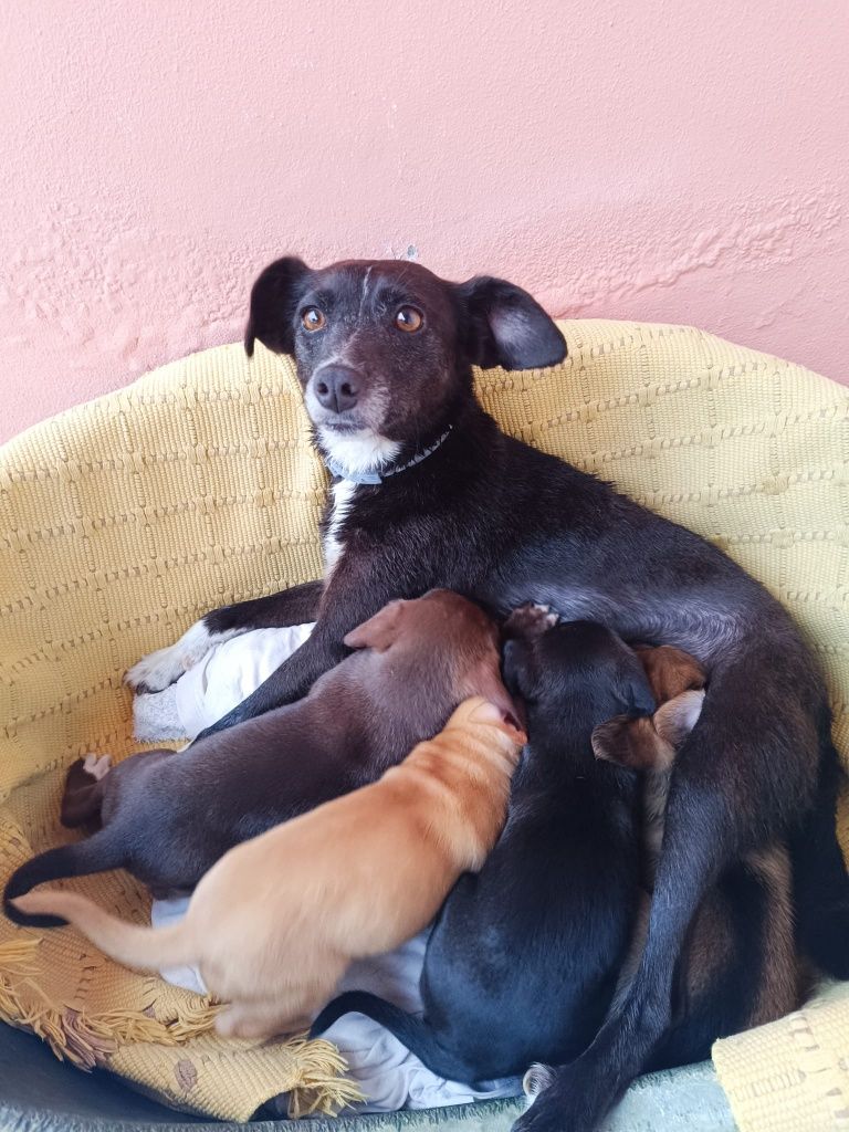 Dou 3 cadelinhas