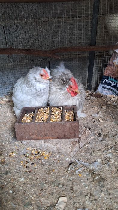 Casal mini cochim lavanda