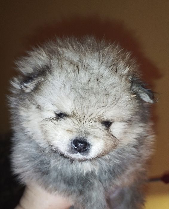 Pomeranian szpic miniaturowy ZKwP