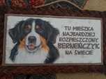 tabliczka rozpieszczony berneńczyk