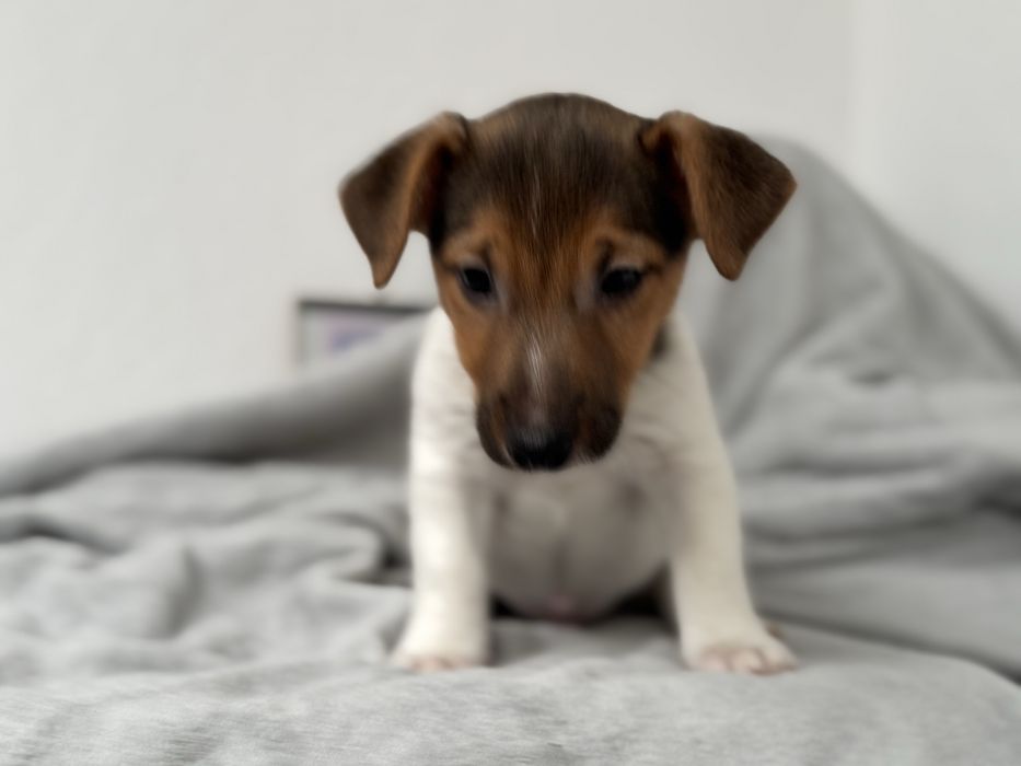 Jack Russel Terrier  macho pelo curto