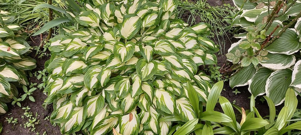 Хоста гейхера бересклет гортензії очиток астильба брунера лапчатка