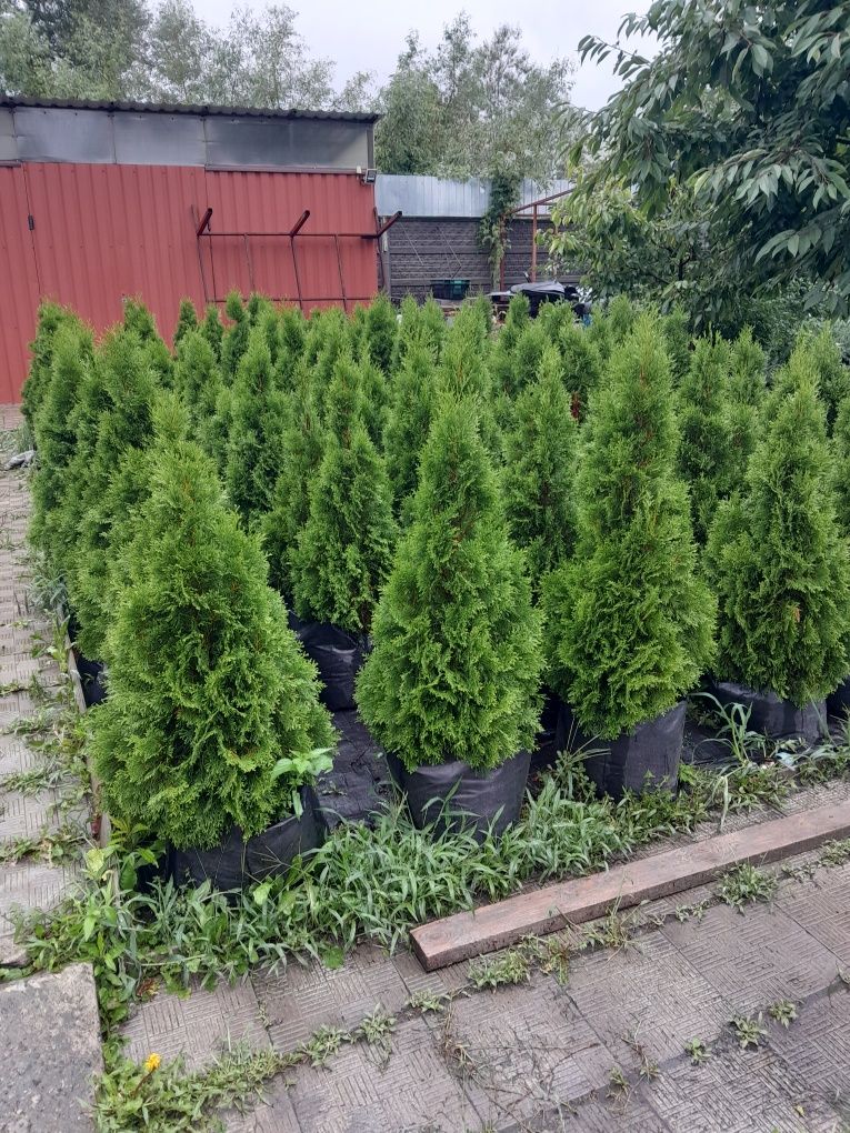 Туя Смарагд 100-110см