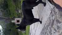 Bulldog Francês preto, com genes "azuis" pronto para monta!