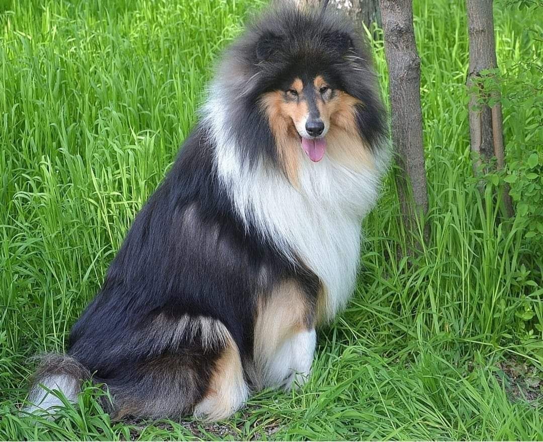 Щенки колли длинношерстной