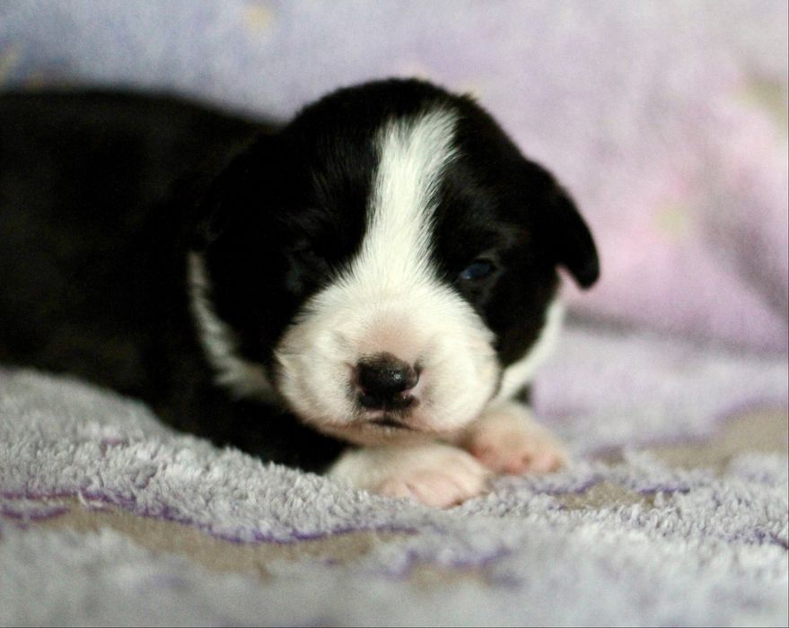 welsh Corgi Cardigan FCI