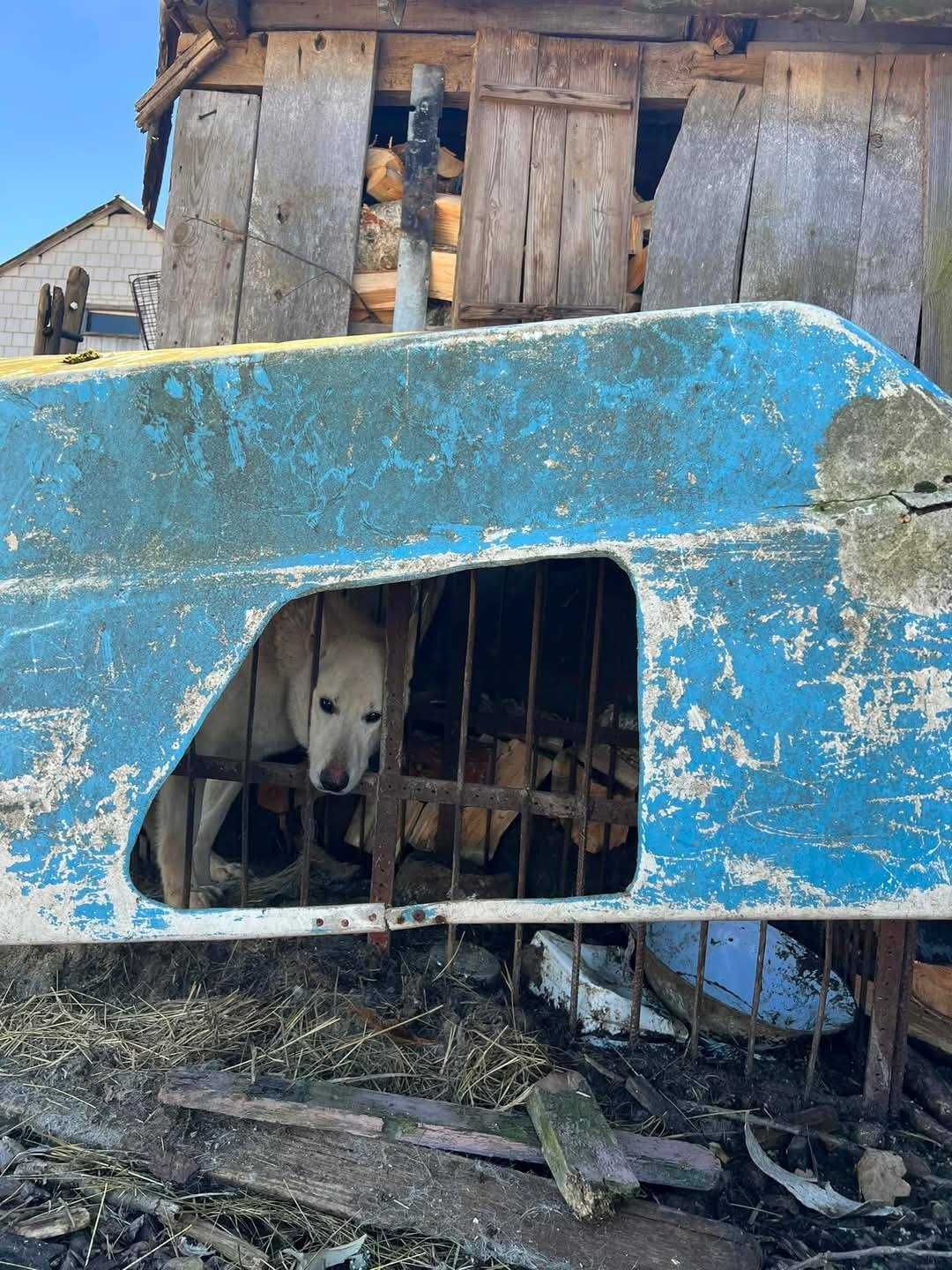 4 letni pies Romeo, dogaduje się z suczkami