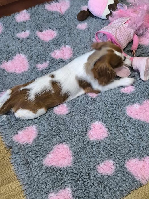 Cavalier King Charles Spaniel ZKwP