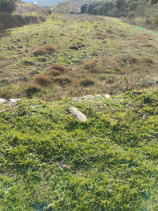 Vendo terreno com plantação de vinhas e amendoal - Muxagata