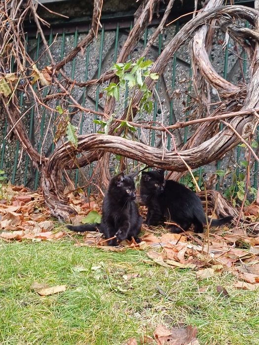 Oddam kotki w dobre rece