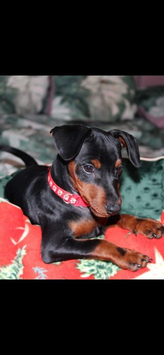 Pinczer miniaturowy FCI