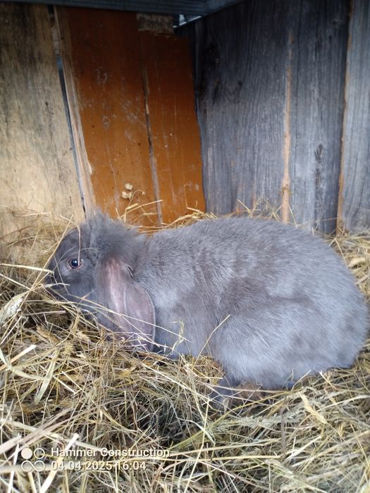 Króliki baran francuski