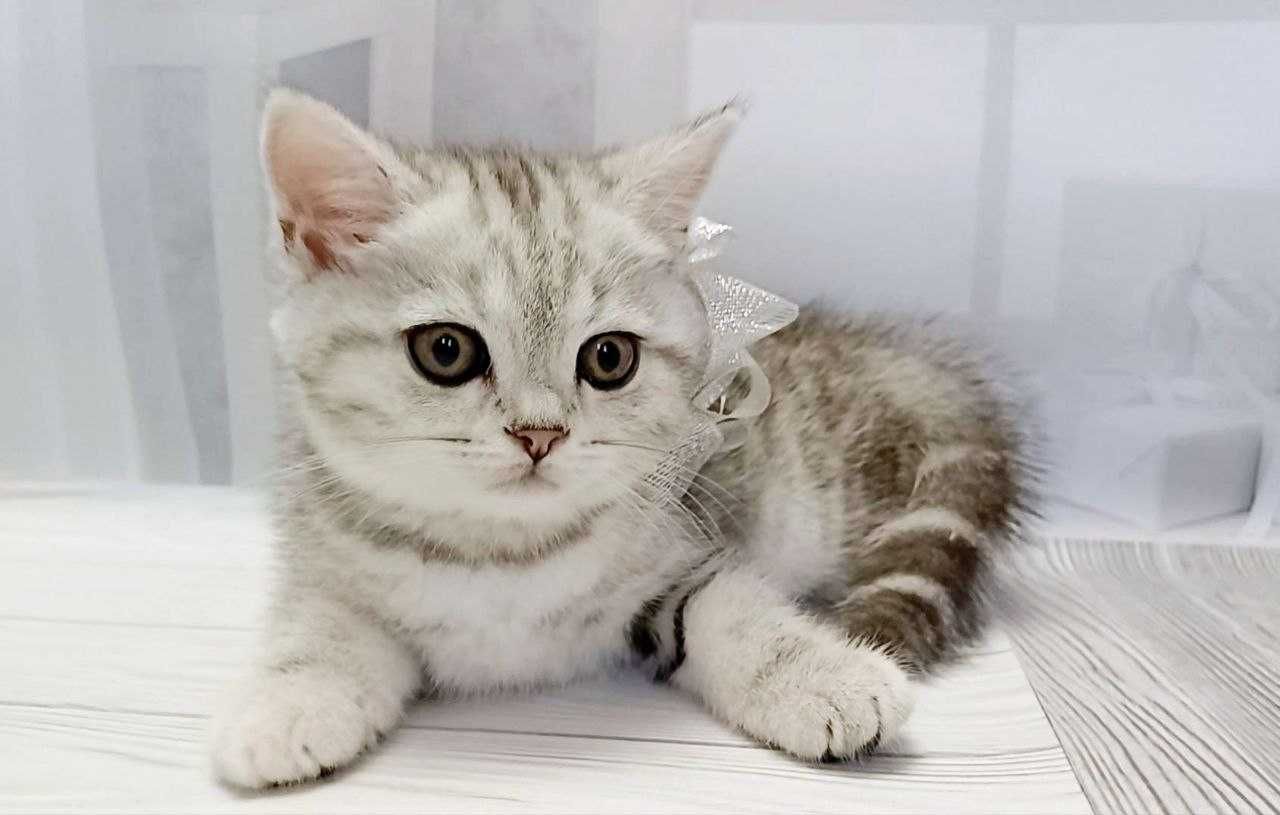 Котики, scotish stright шотландське пухнасте щастя . Кошенята