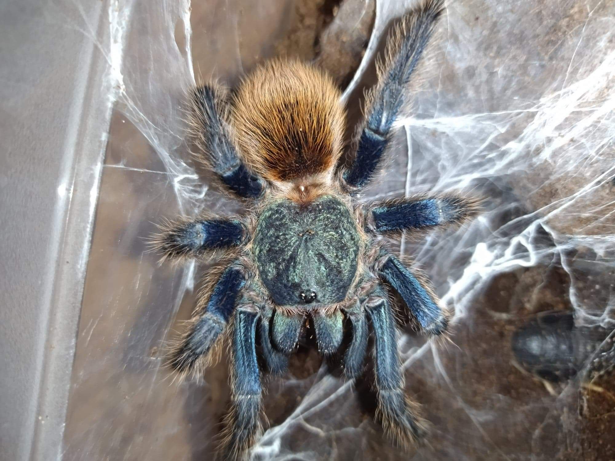 Chromatopelma cyaneopubescens samica dorosła ok 6 DC na pusto