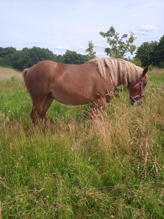 Konie zimnokrwiste klaczki i ogierek