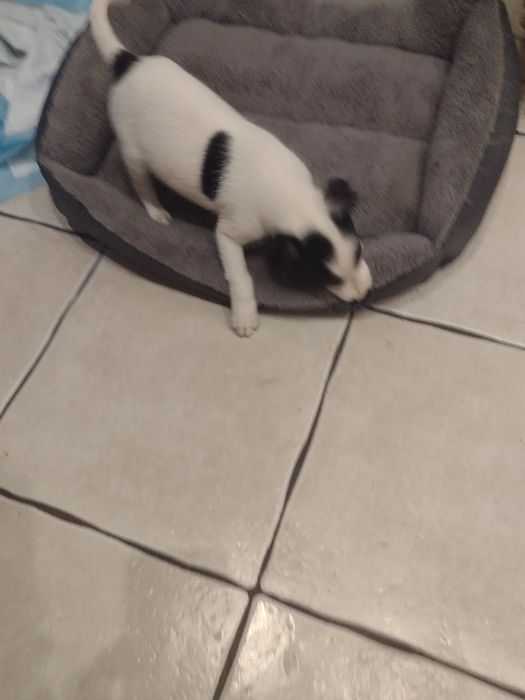 Jack Russell Terrier