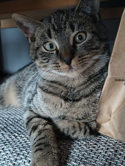 Dwupak lub jako single