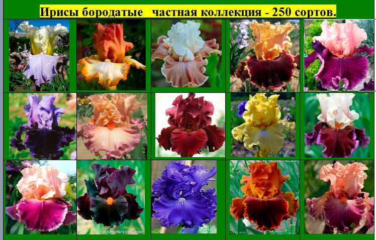 Ирисы бородатые ТВ 250 сортов  садовые растения цветы