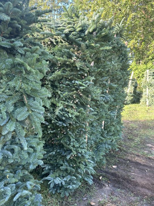 Galezie- NOBILIS- NORDMAN -CHOINKI jodla kaukaska producent -Pomorze