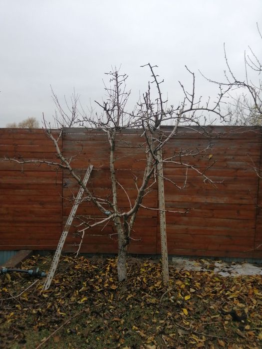 Професійна обрізка та обробка сада, спил дерев розчистка участка