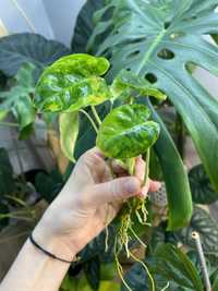 Philodendron burle marx variegata