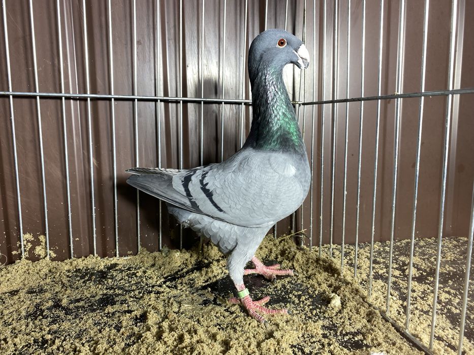 Niemiecki wystaowy samiec niebiekski